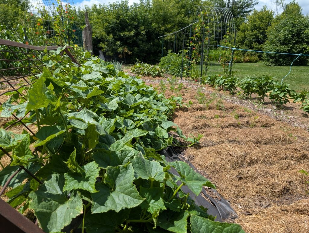 lessons from the garden
