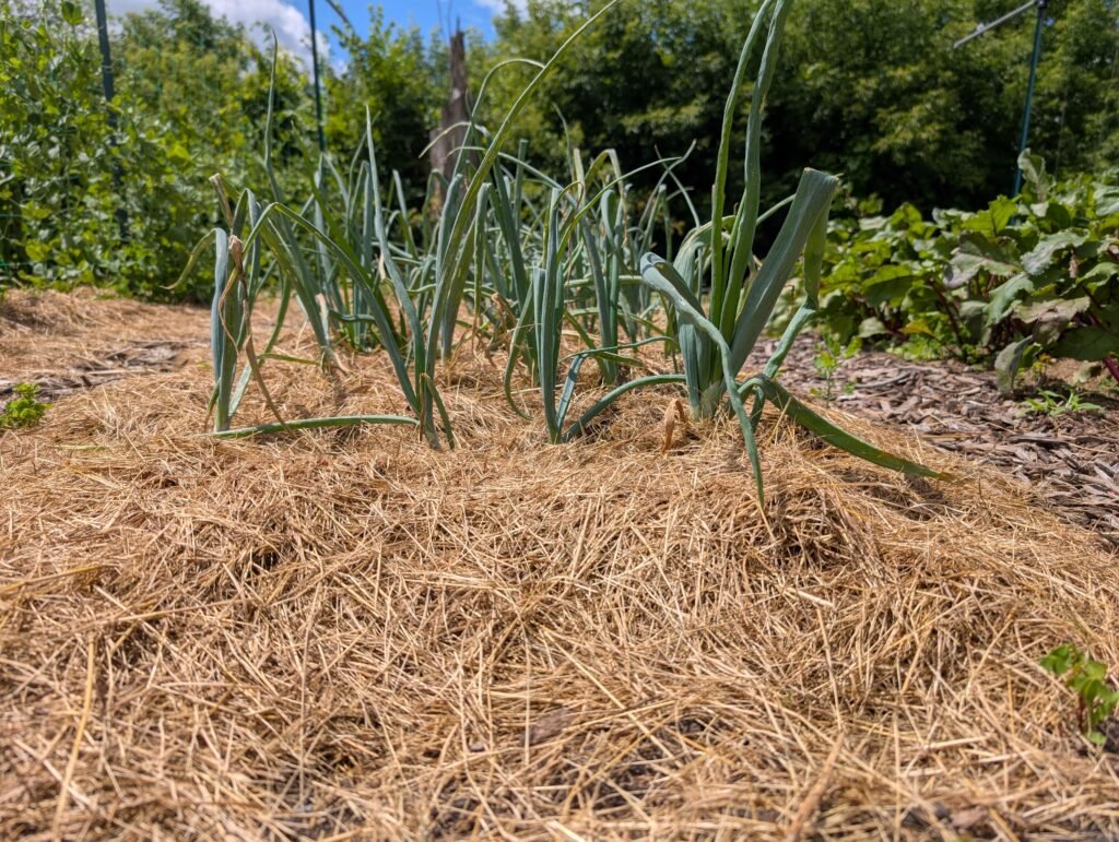 lessons from the garden