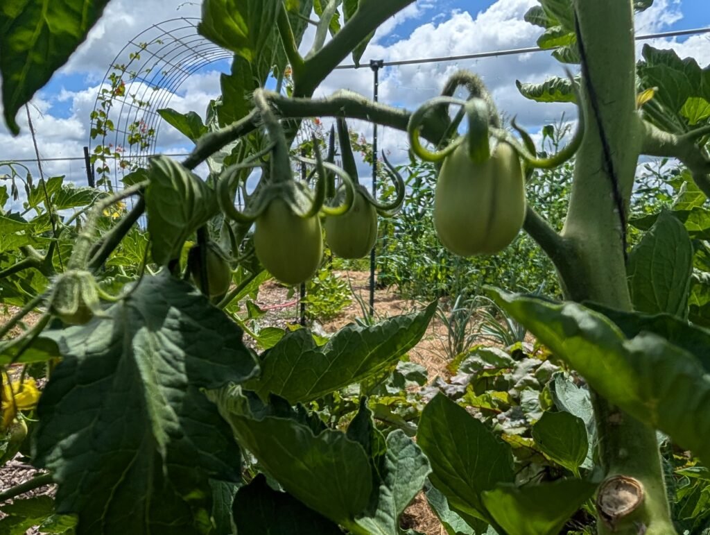 lessons from the garden