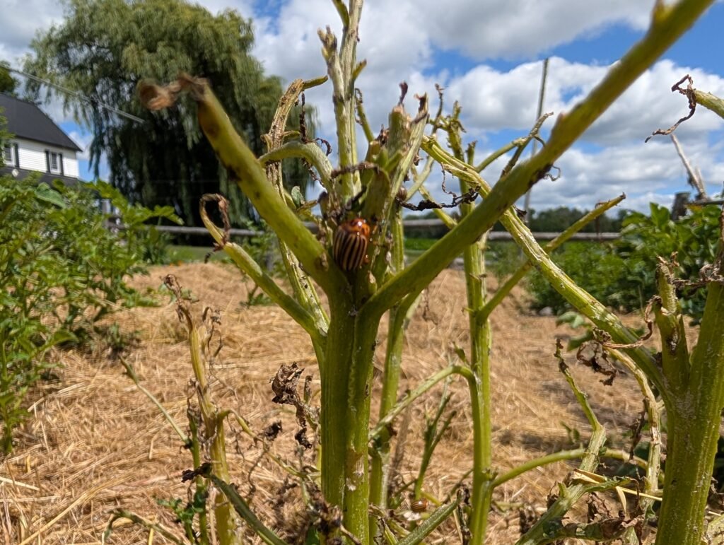 lessons from the garden