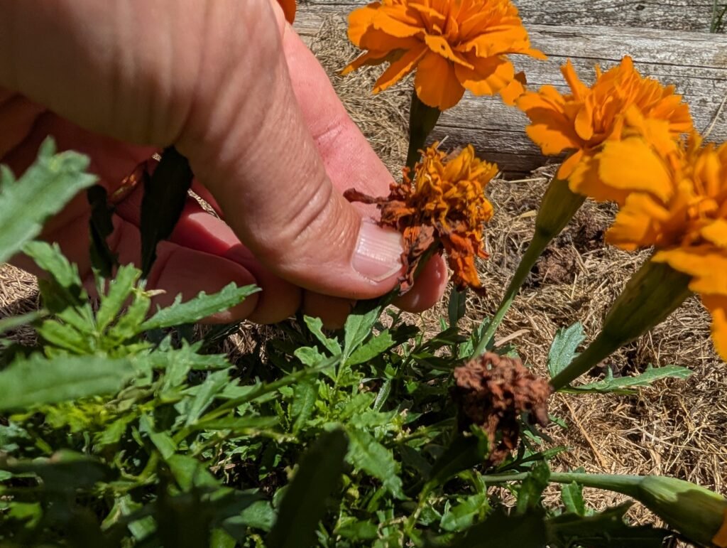 lessons from the garden