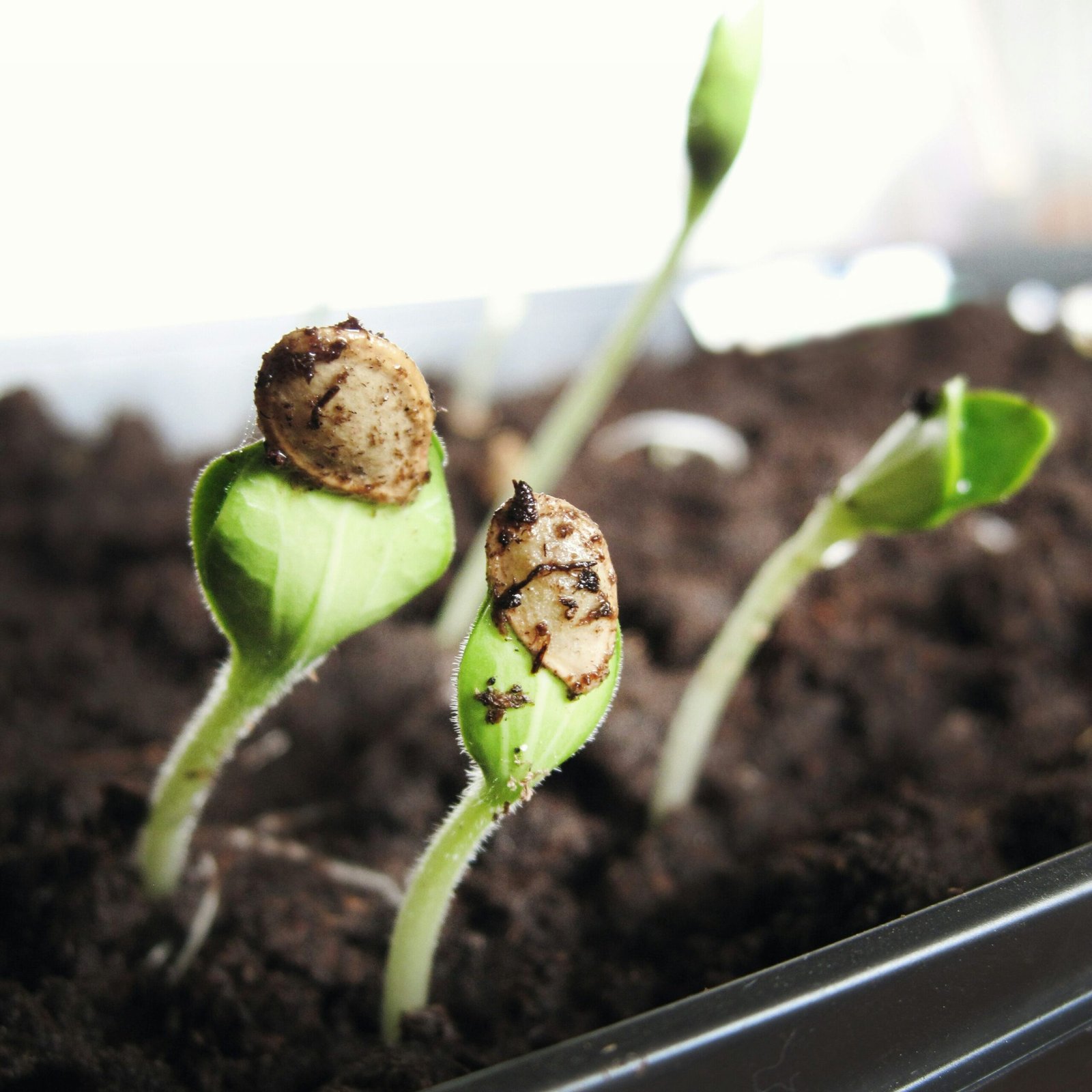 lessons from the garden