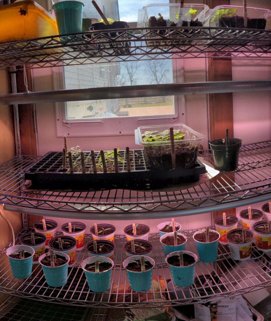 Winter gardening in Canada