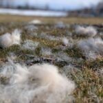 How to Have a Clean Heart: Lessons from Husky Shedding Season